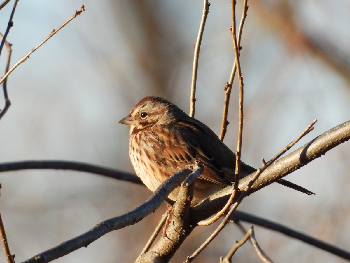 Song Sparrow - ML646328373