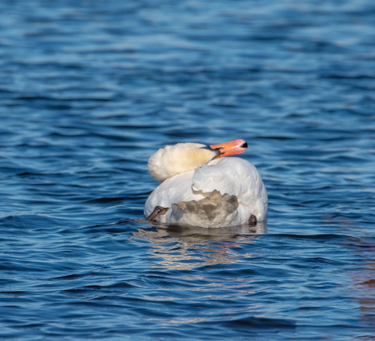 Лебідь-шипун - ML646328374