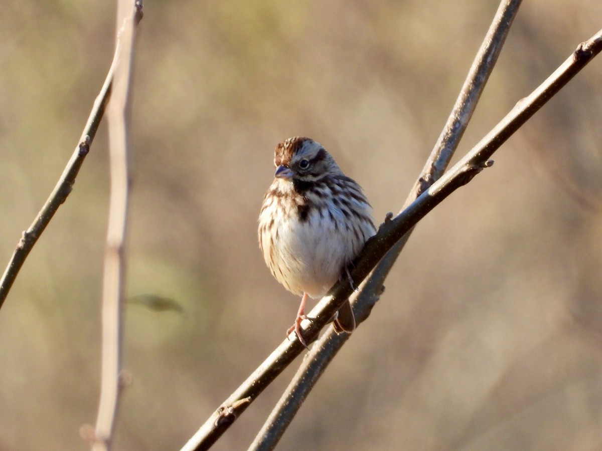 Song Sparrow - ML646328375