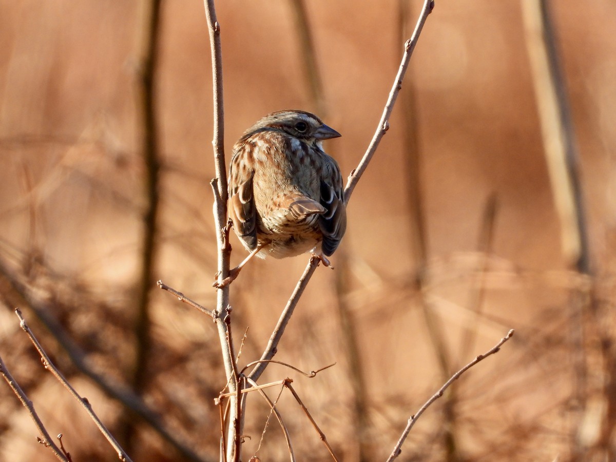 Song Sparrow - ML646328376