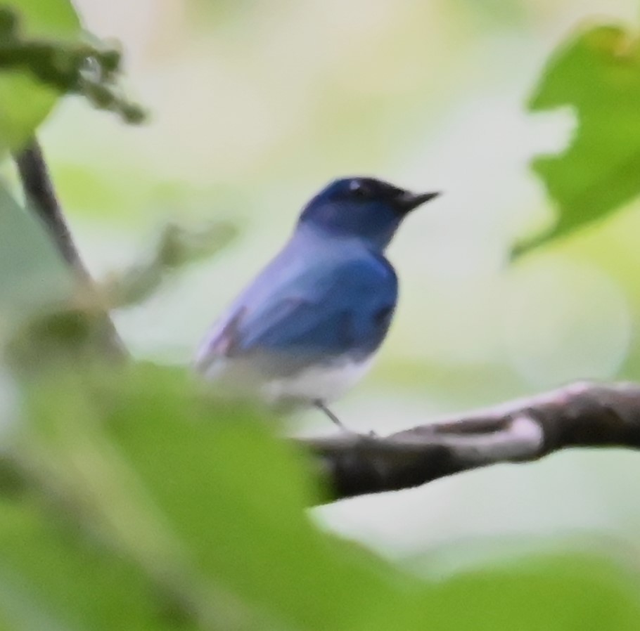 Zappey's Flycatcher - ML646328378