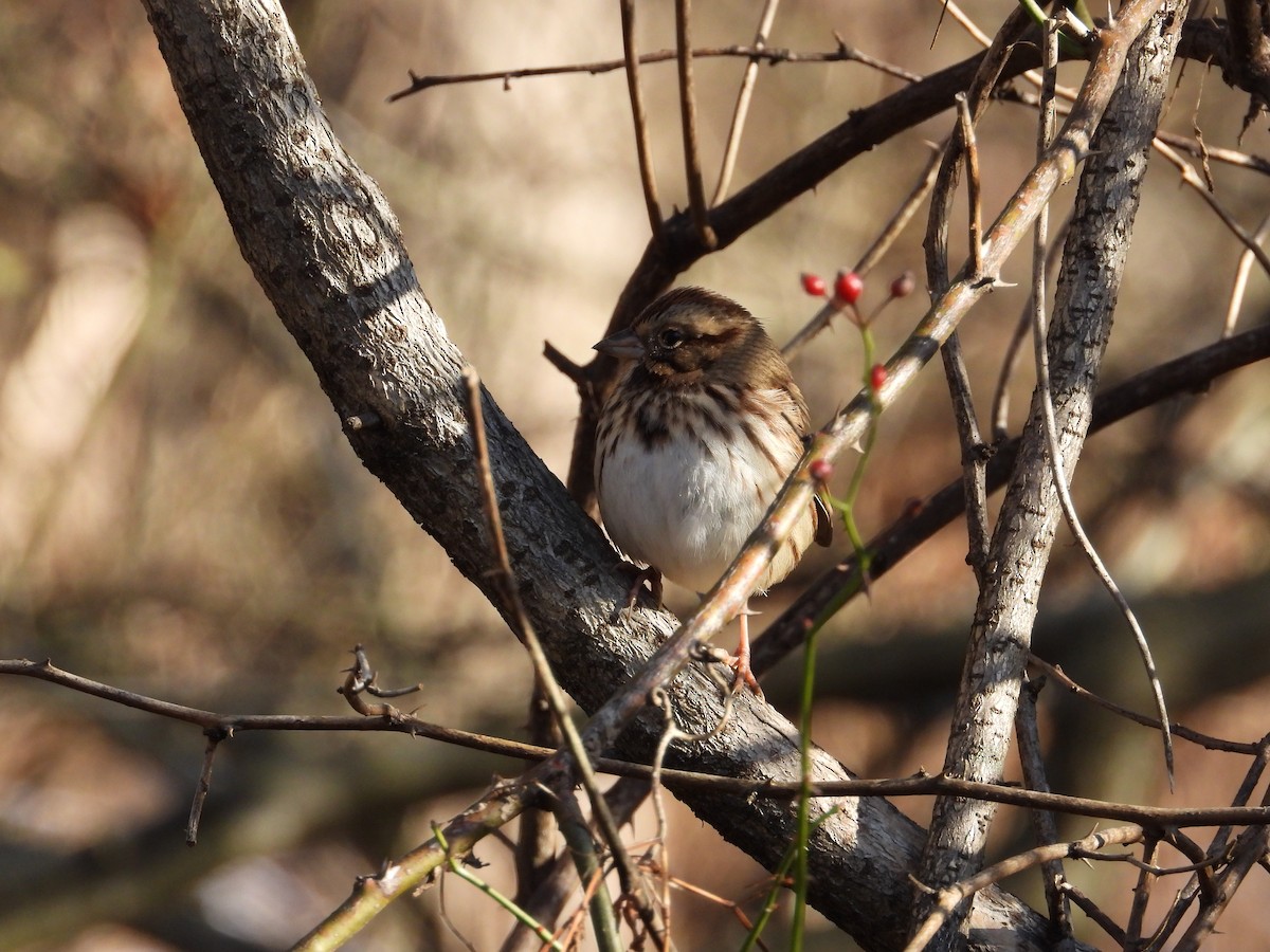 Song Sparrow - ML646328379