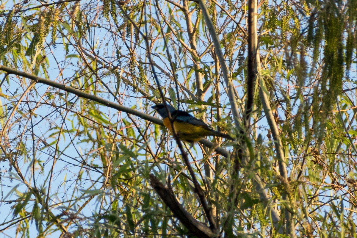 Blue-and-yellow Tanager - ML646328381