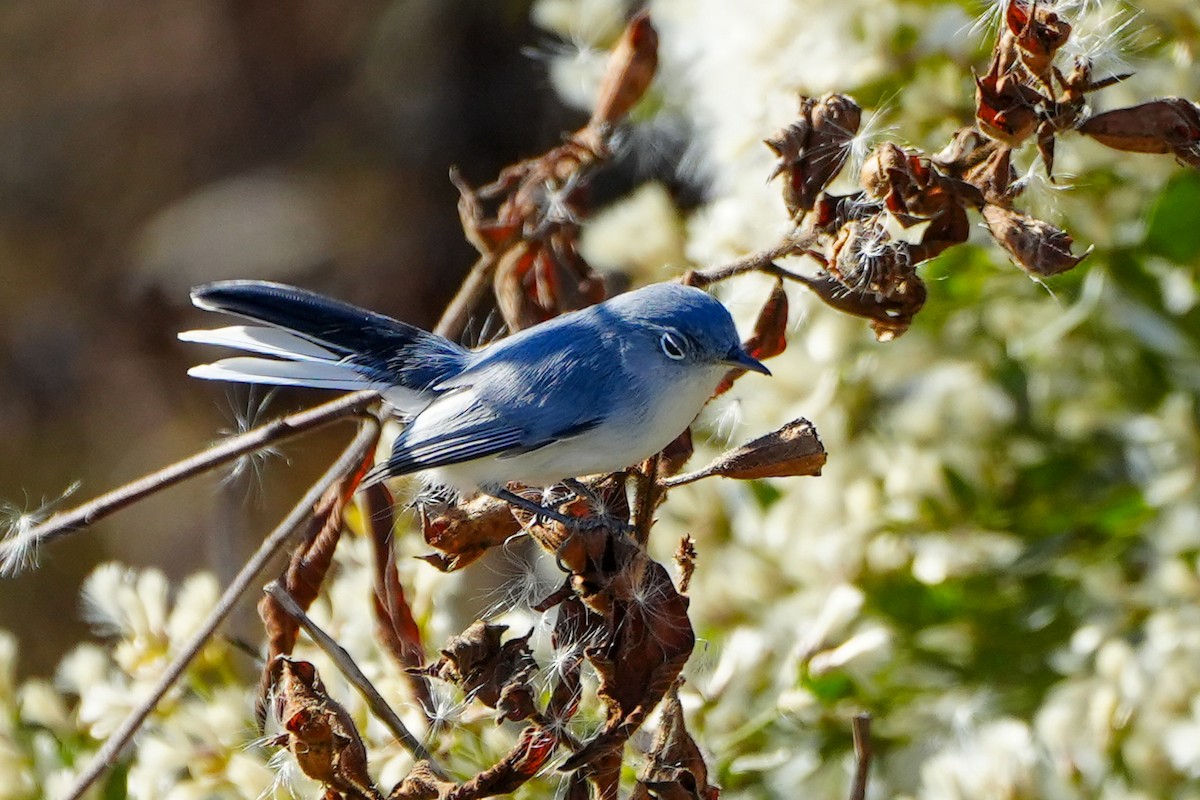 Gobemoucheron gris-bleu - ML646328386