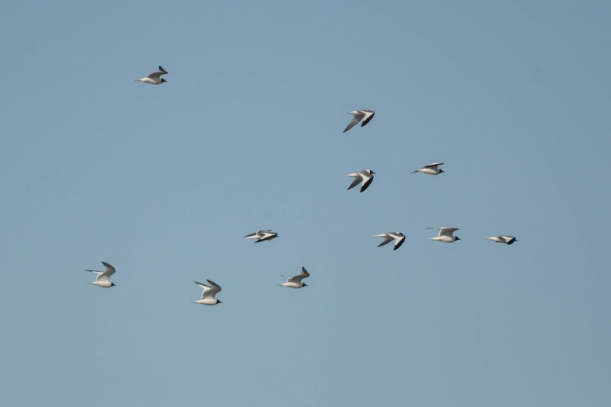 Gabbiano di Sabine - ML646328387