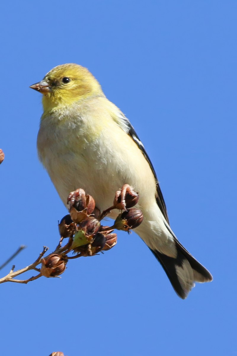 American Goldfinch - ML646328389