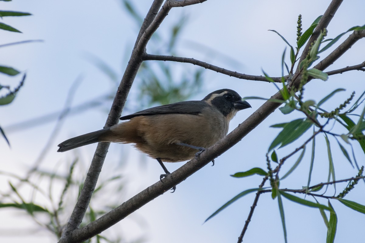 Golden-billed Saltator - ML646328402