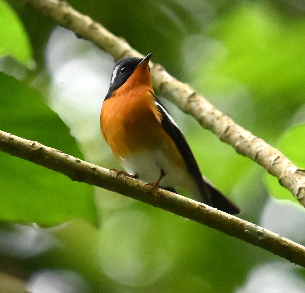 Mugimaki Flycatcher - ML646328403