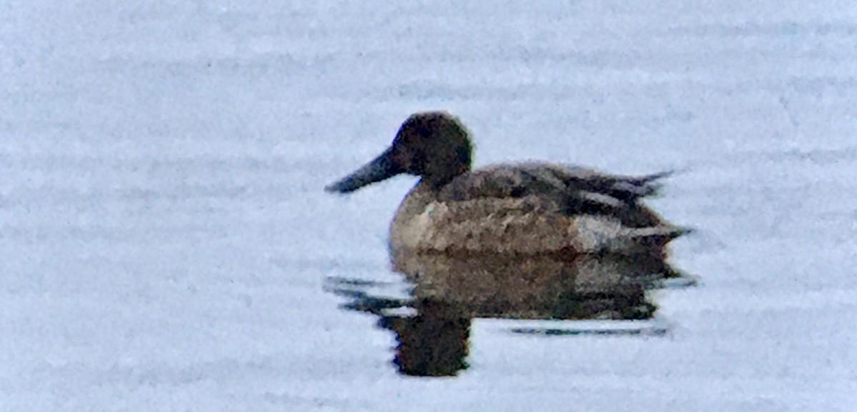 Mestolone - ML646328405