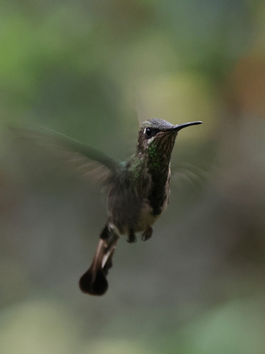 Marvelous Spatuletail - ML646328406