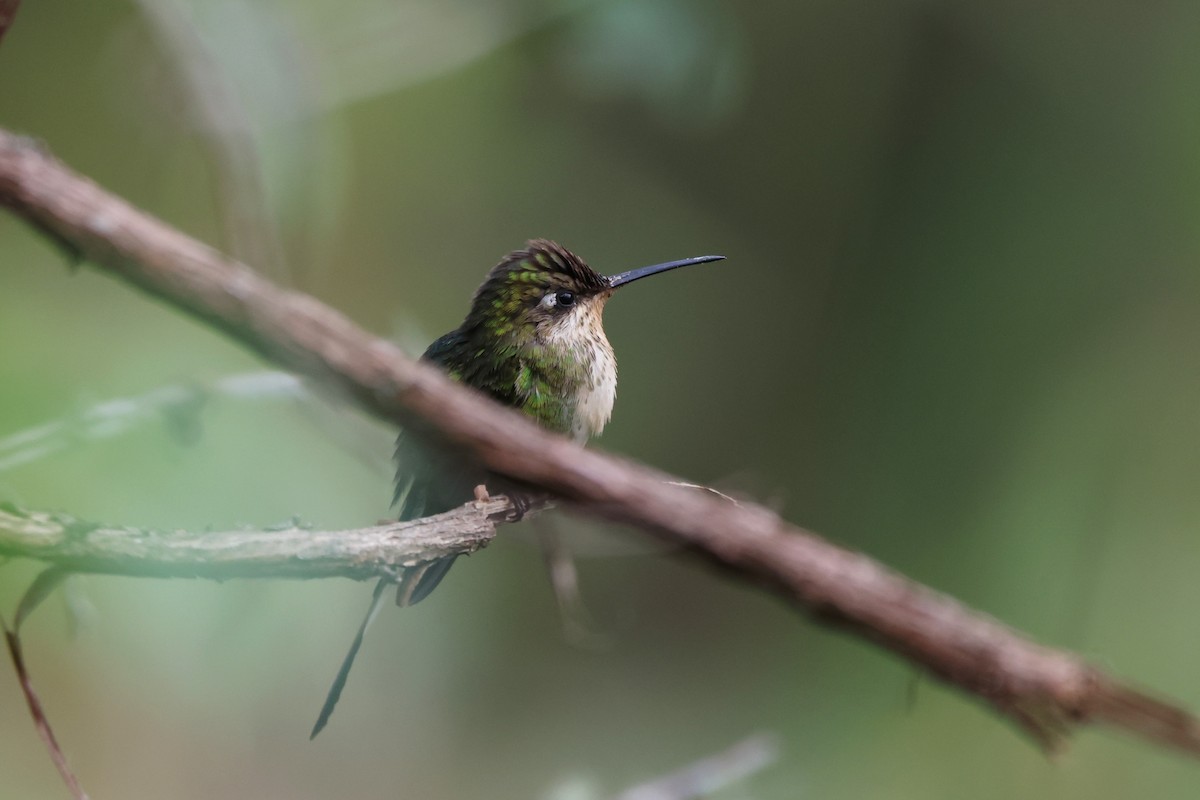 Marvelous Spatuletail - ML646328407