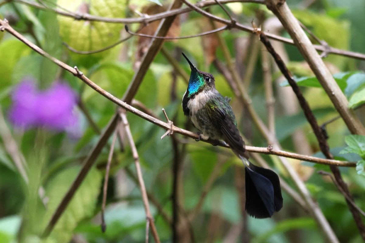 Marvelous Spatuletail - ML646328408