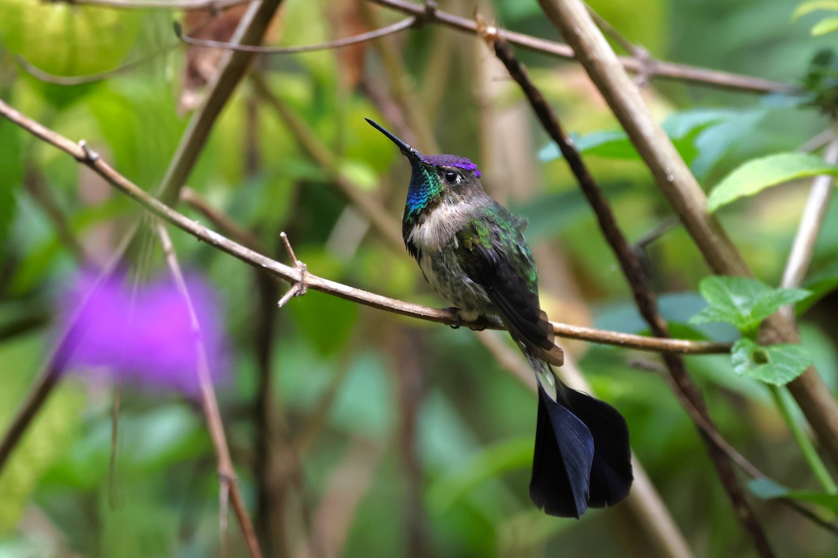 Marvelous Spatuletail - ML646328411