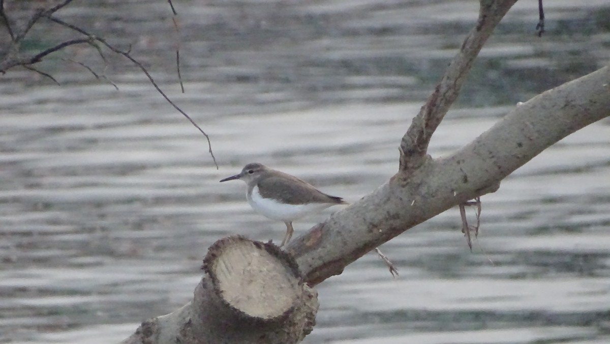 アメリカイソシギ - ML646328412