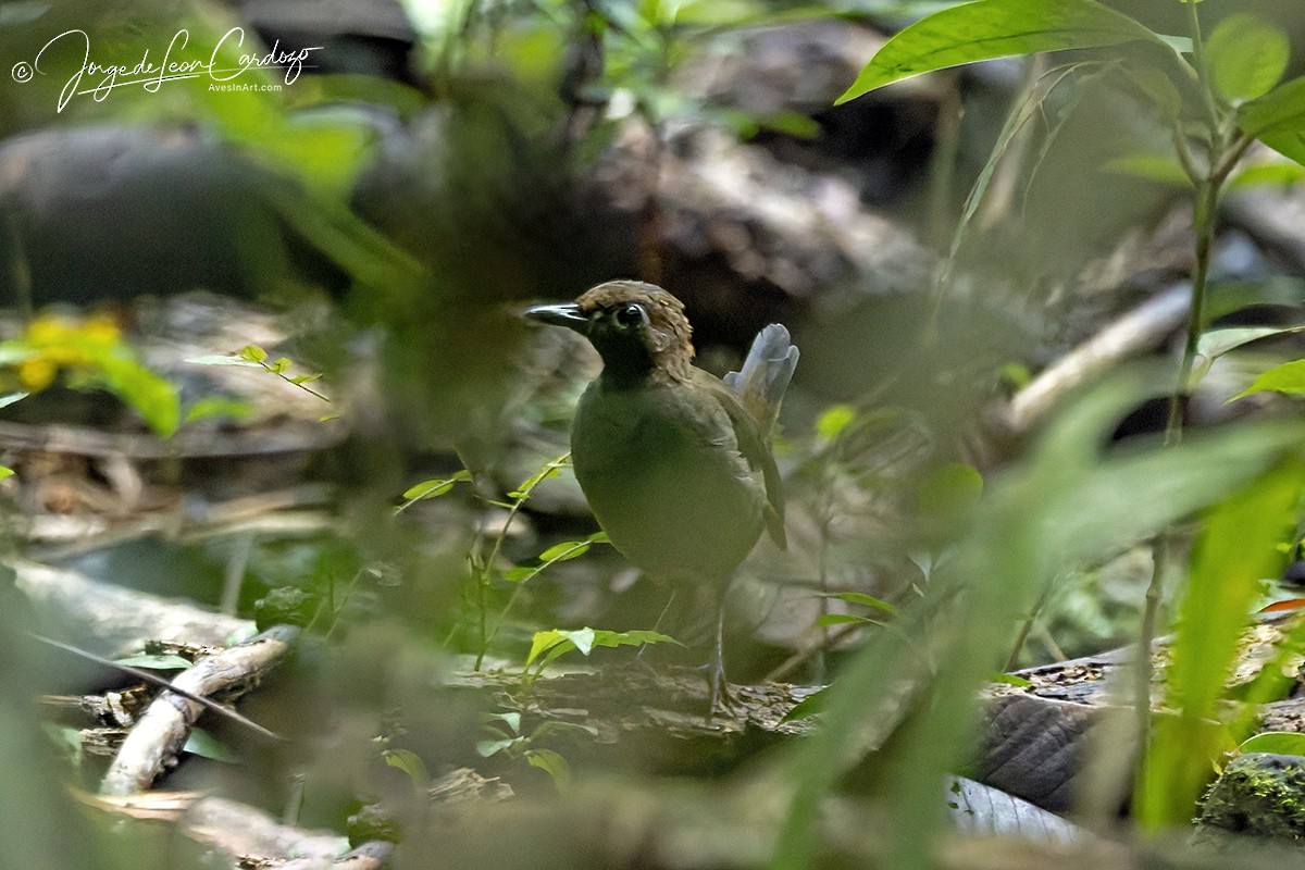 Black-faced Antthrush (Central American) - ML646328413