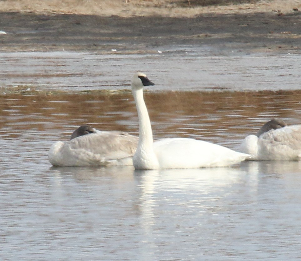 Trumpeter Swan - ML646328414