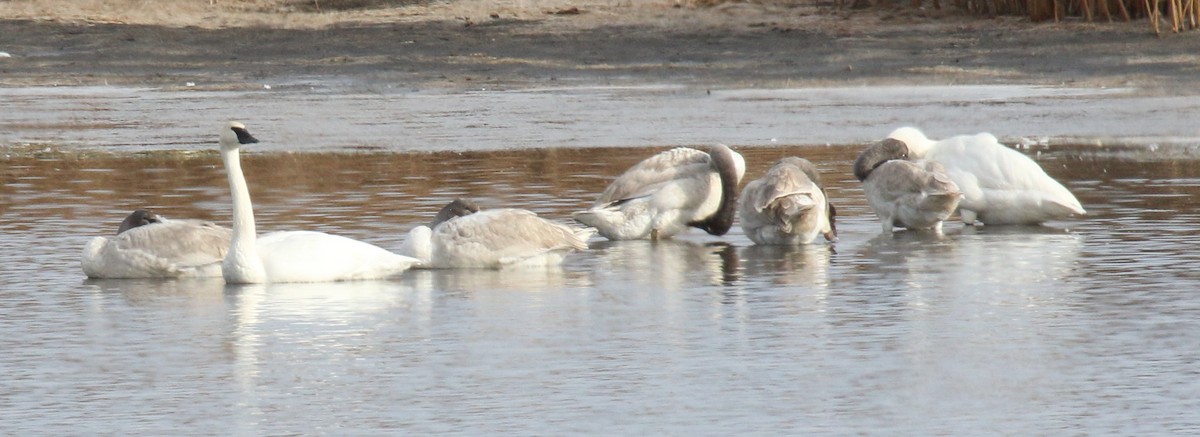 Trumpeter Swan - ML646328415
