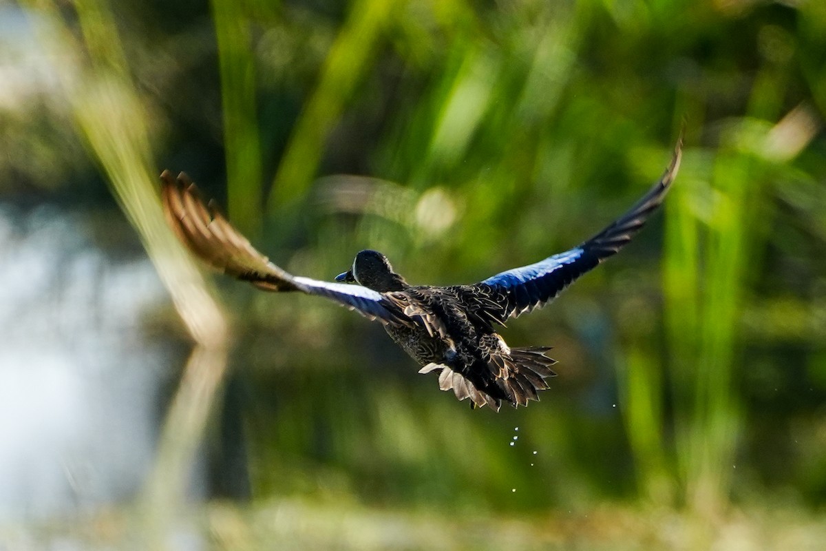 Blauflügelente - ML646328417