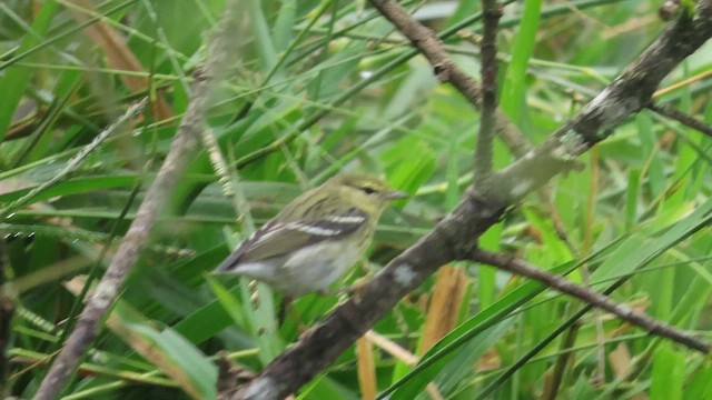 Blackpoll Warbler - ML646328422