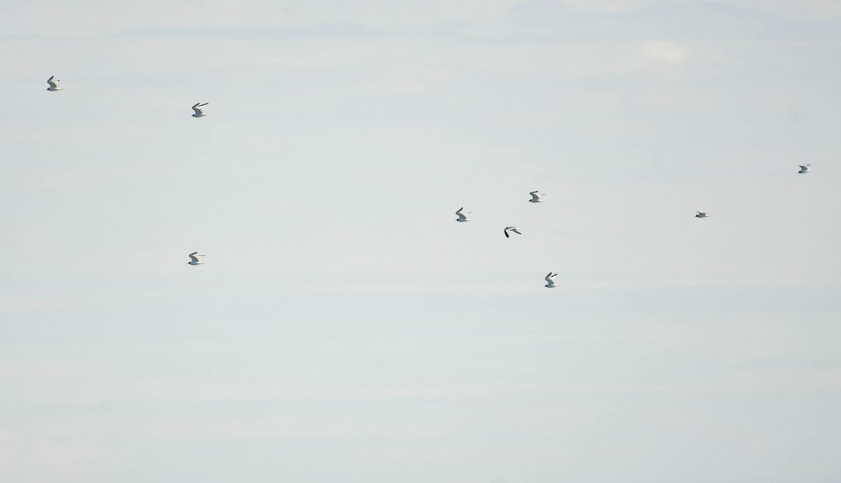 Gabbiano di Sabine - ML646328433