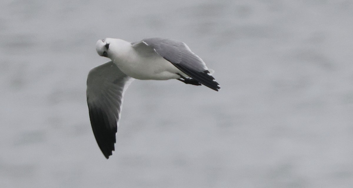 ワライカモメ - ML646328434