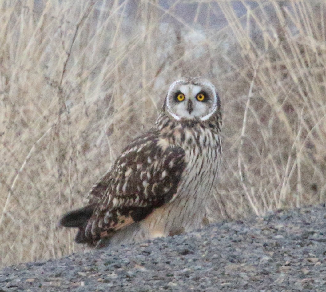 Short-eared Owl - ML646328436