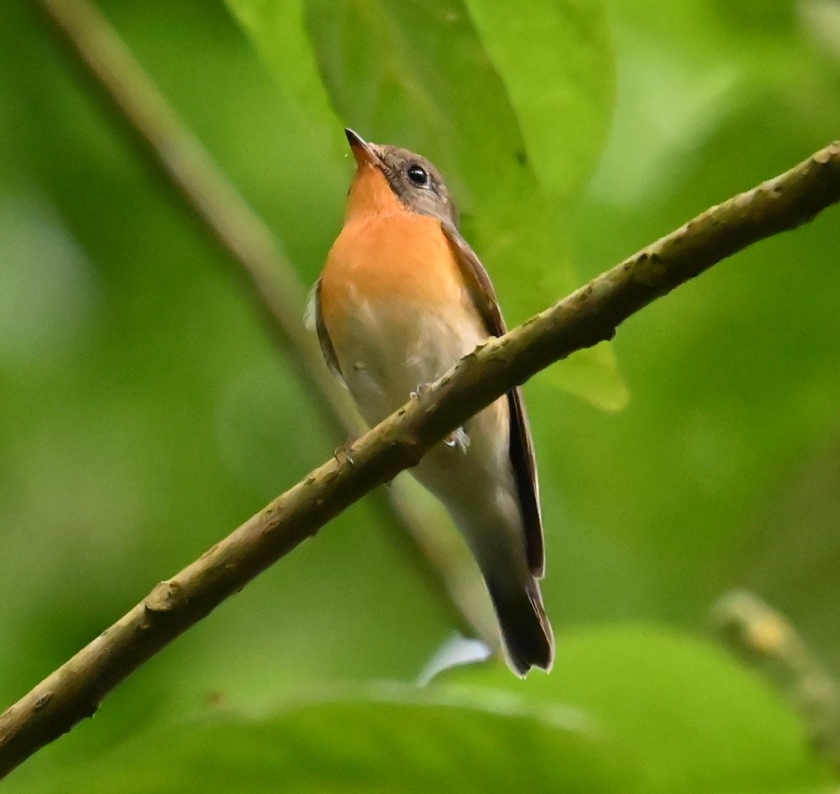 Mugimaki Flycatcher - ML646328439