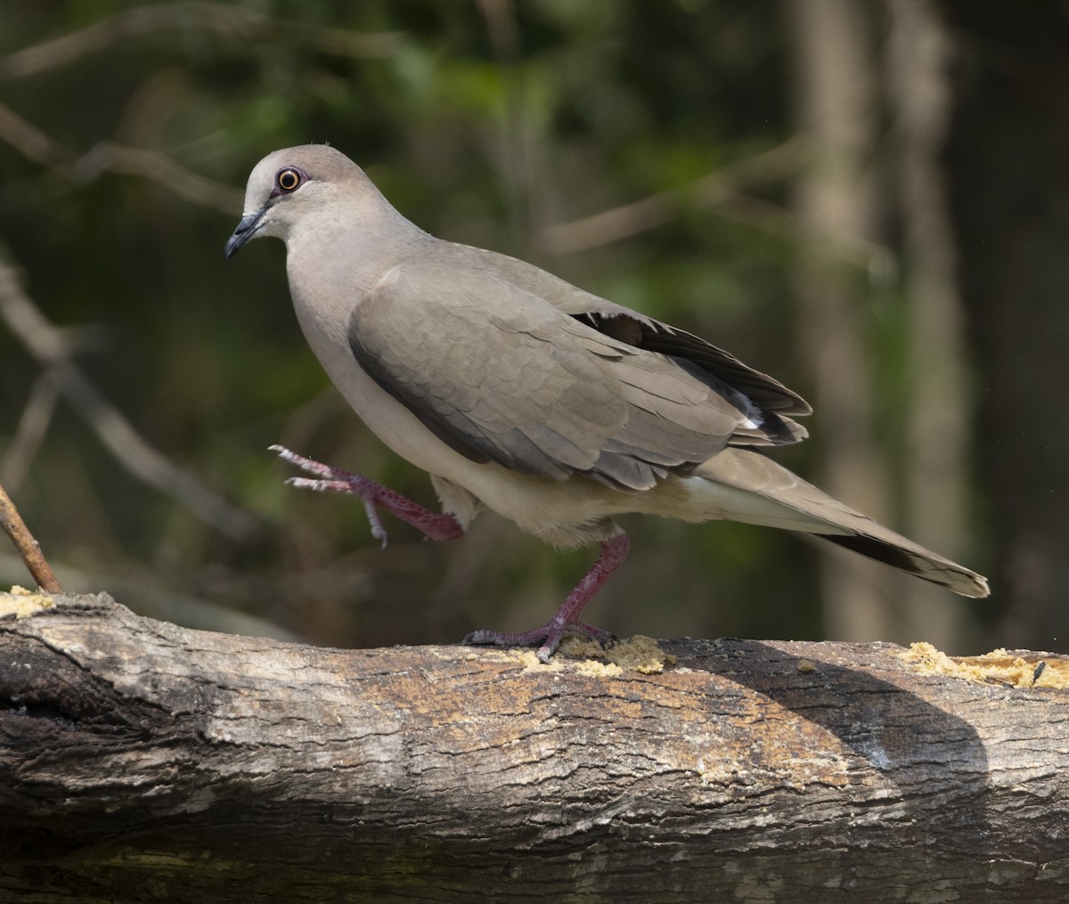 holub bledočelý - ML646328444