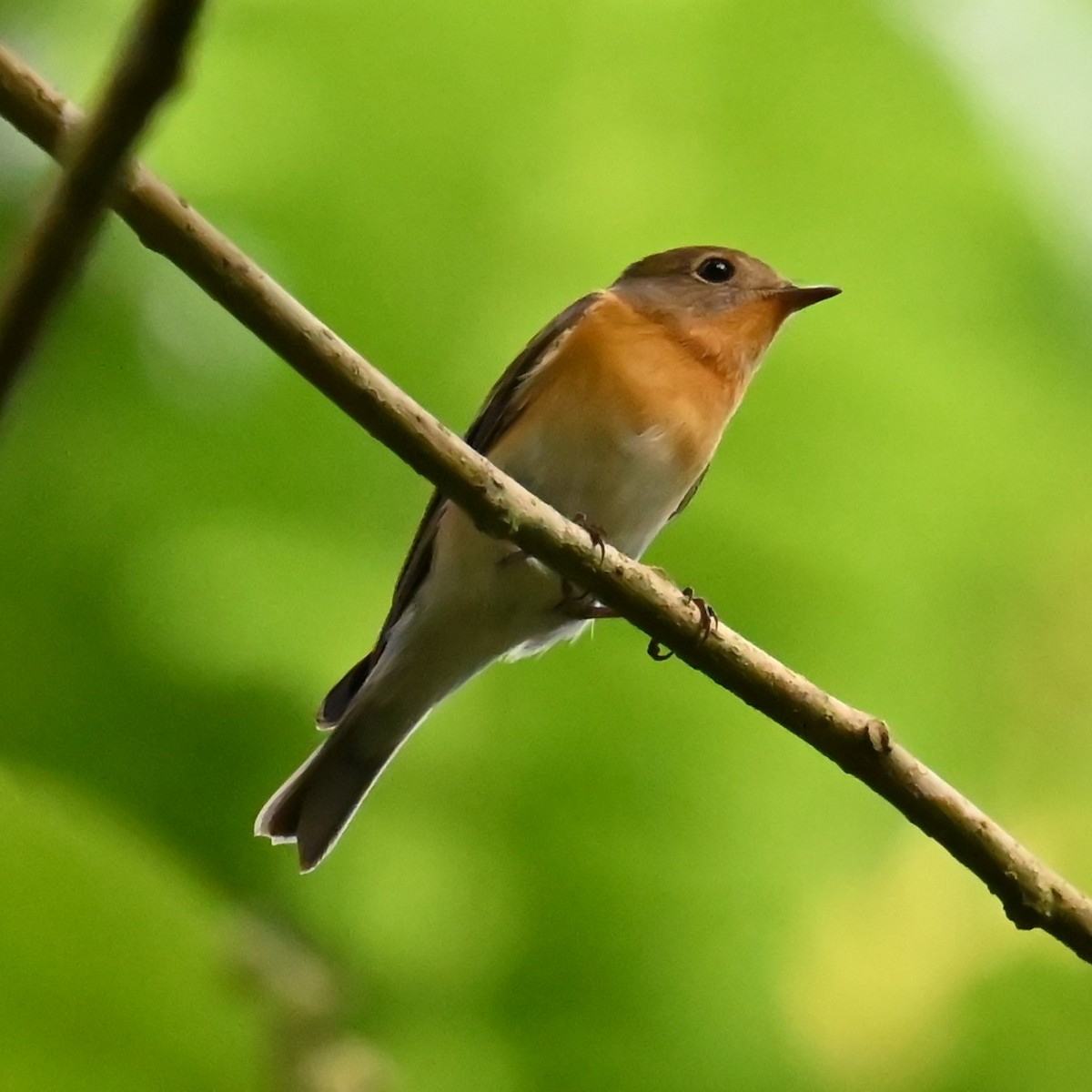 Mugimaki Flycatcher - ML646328447