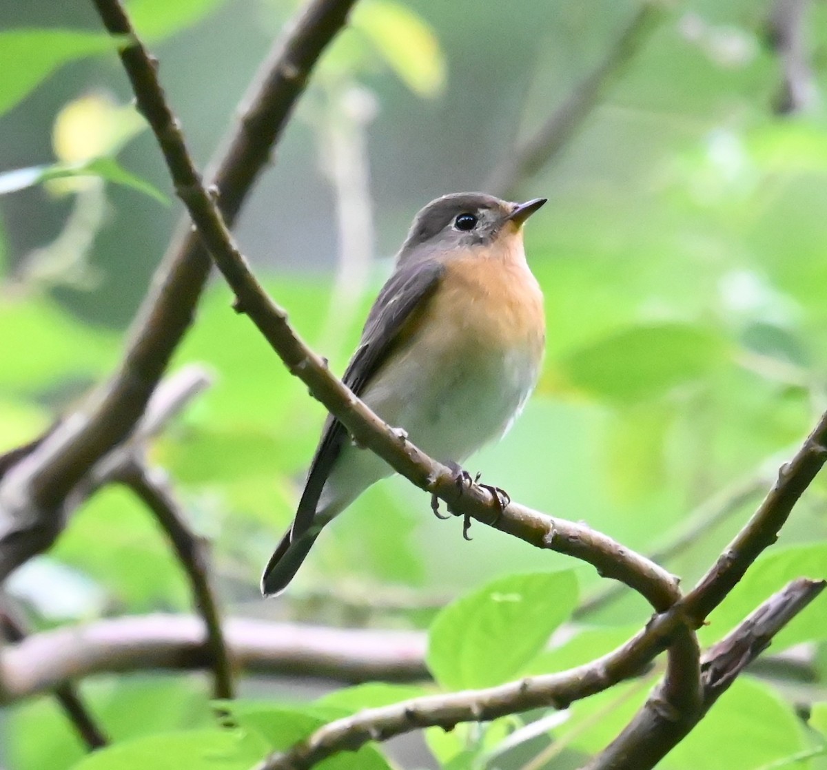 Mugimaki Flycatcher - ML646328461