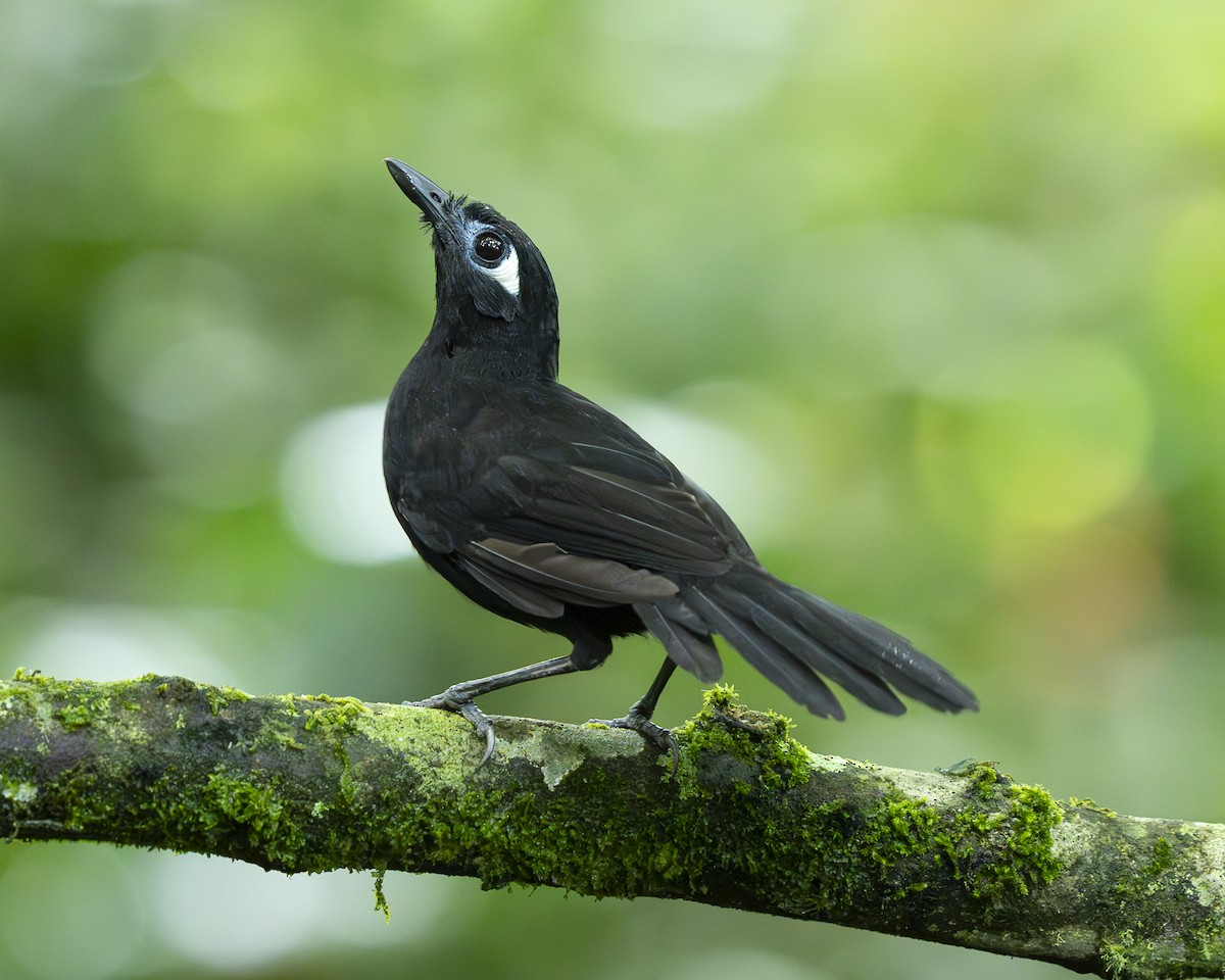 Blue-lored Antbird - ML646328465