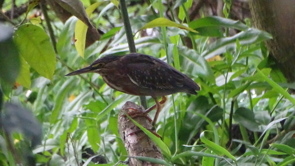 アメリカササゴイ - ML646328471