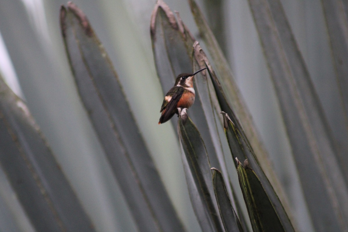 Purple-throated Woodstar - ML646328472