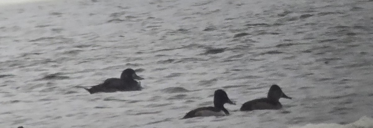 Greater Scaup - ML646328475
