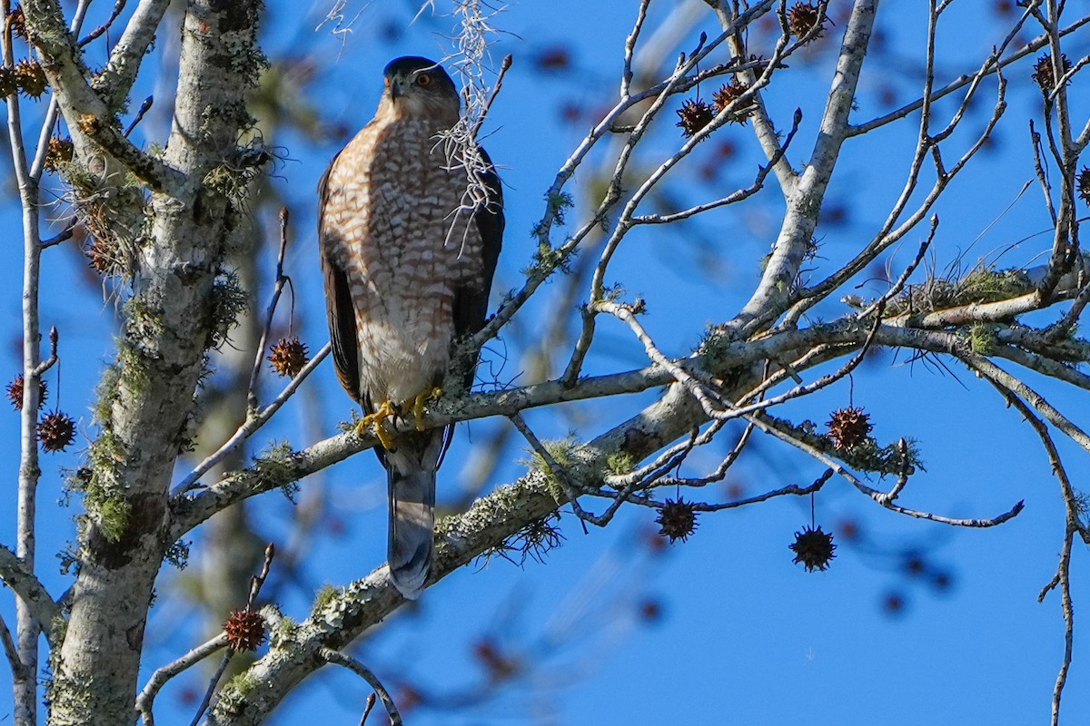 Cooper's Hawk - ML646328476