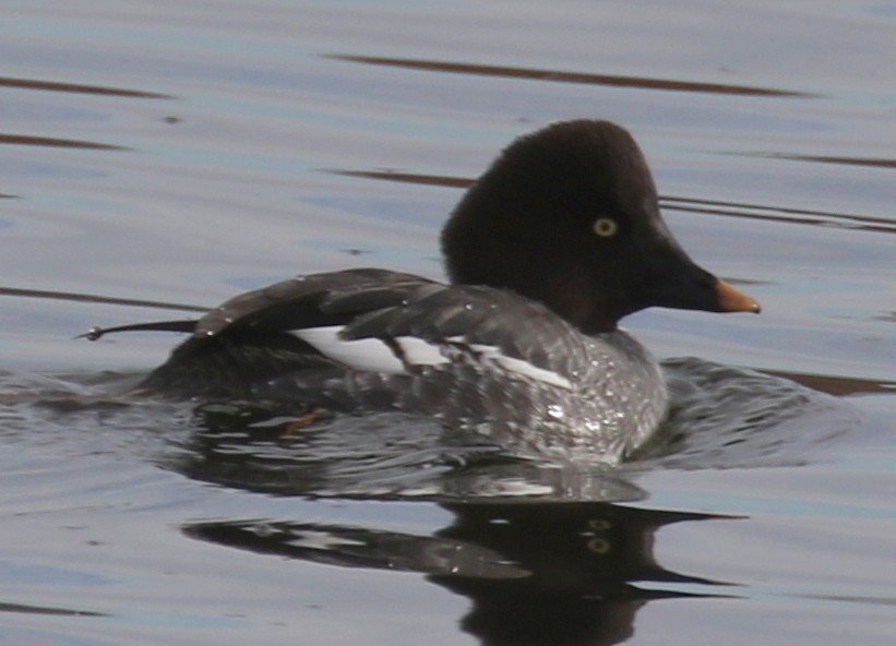 Common Goldeneye - ML646328478