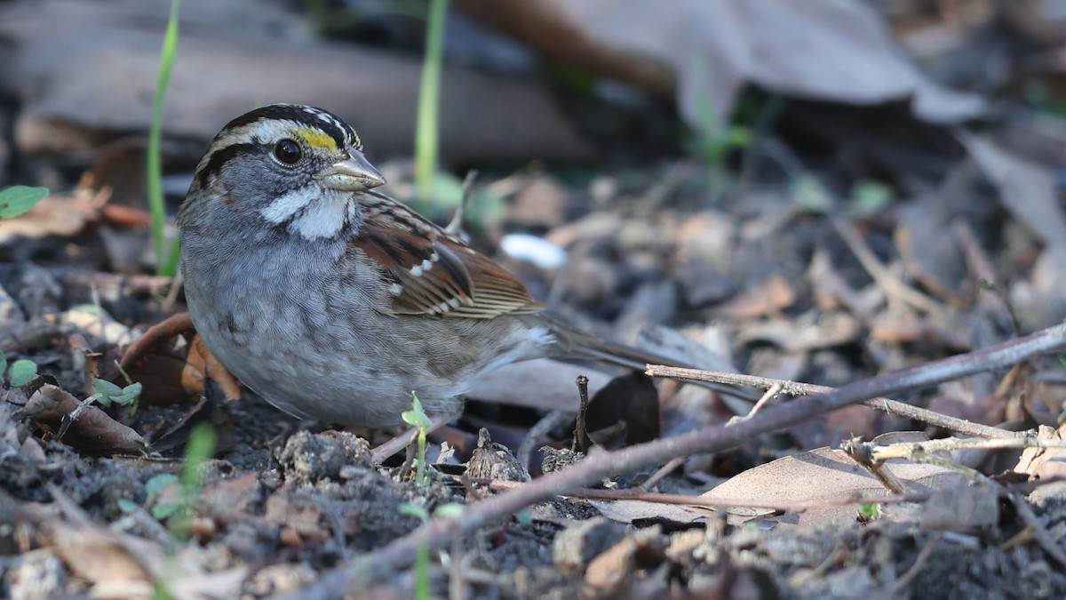 White-throated Sparrow - ML646328482