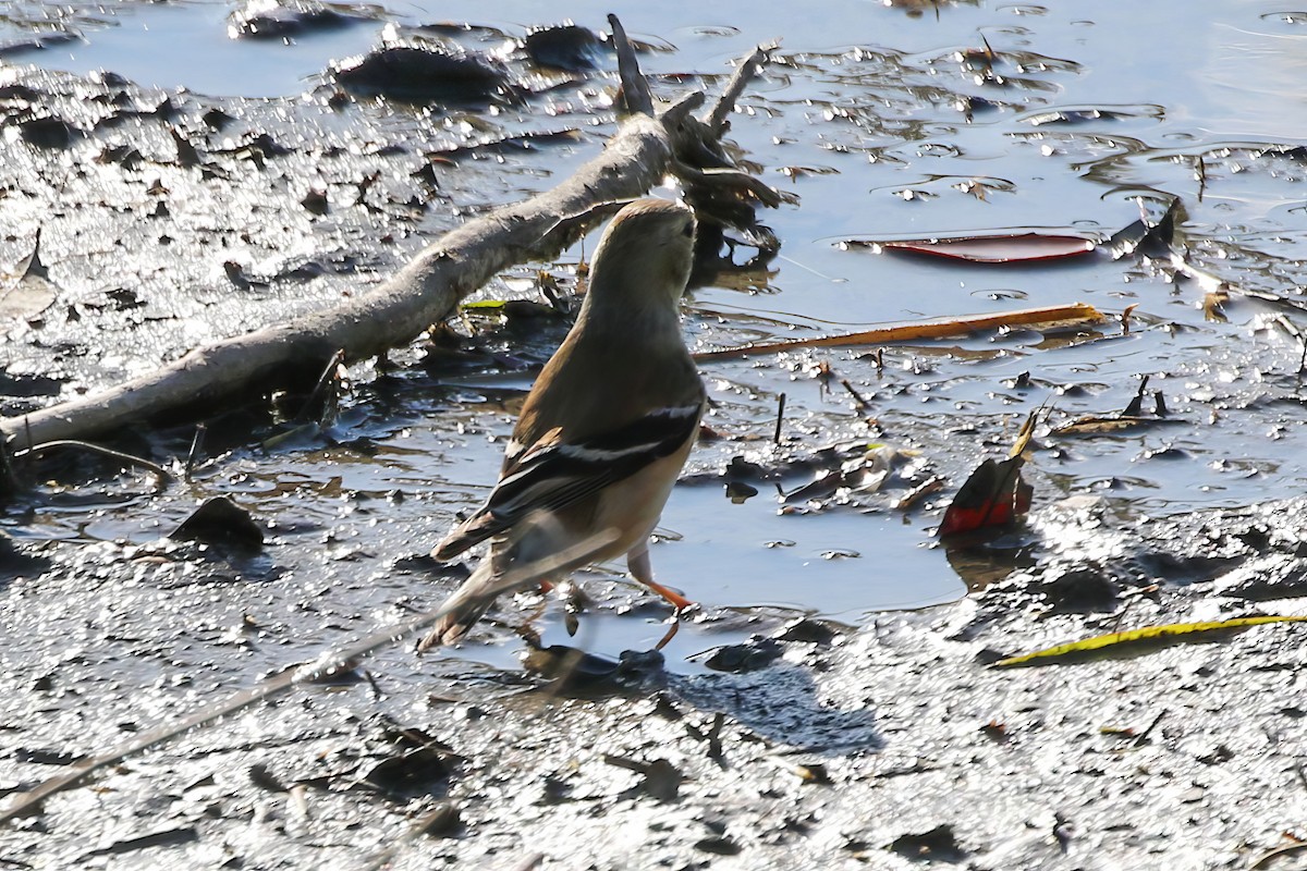 American Goldfinch - ML646328484