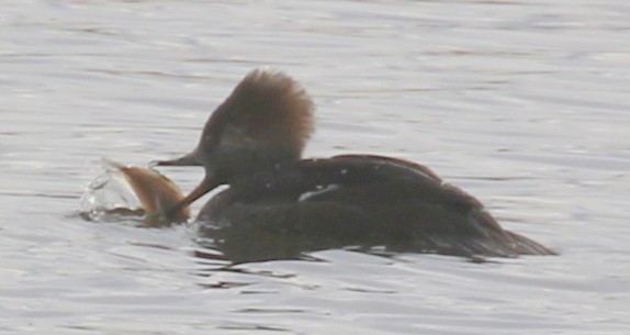 Hooded Merganser - ML646328485