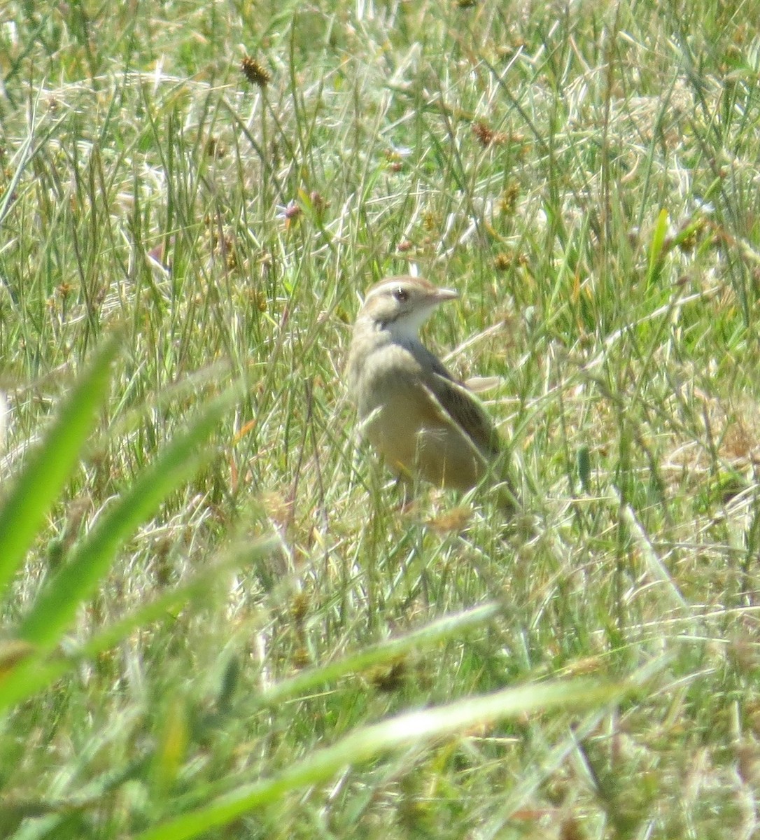 Firewood-gatherer - ML646328486