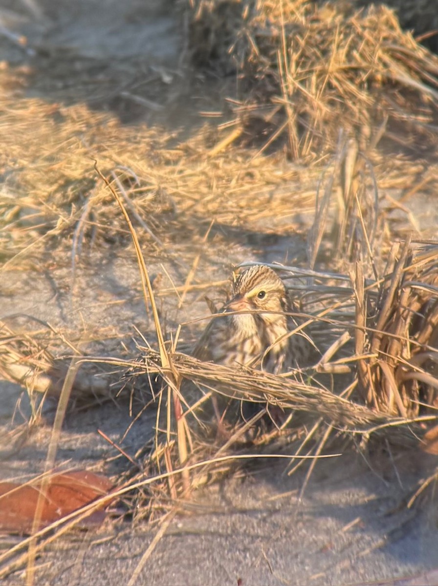 Savannah Sparrow (Ipswich) - ML646328487