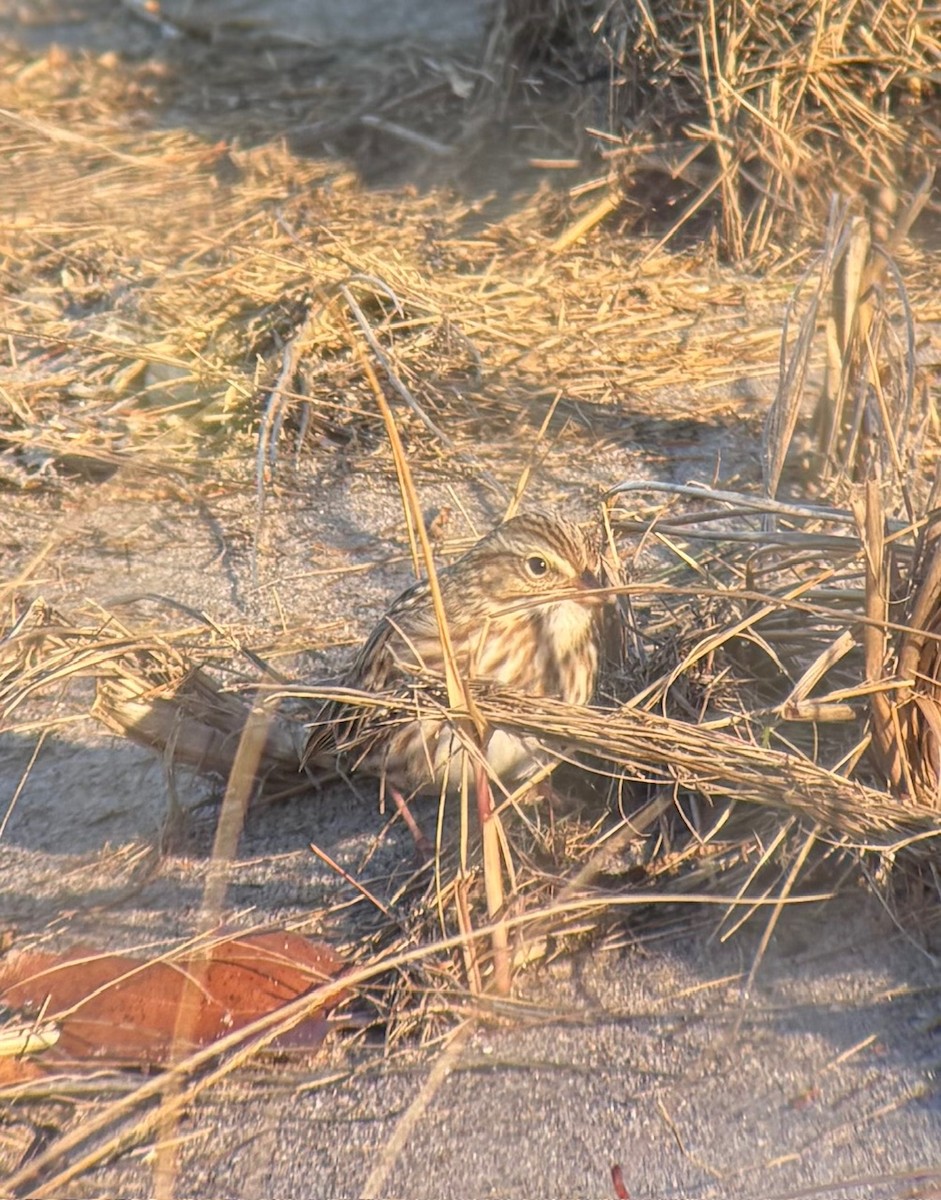 Savannah Sparrow (Ipswich) - ML646328488