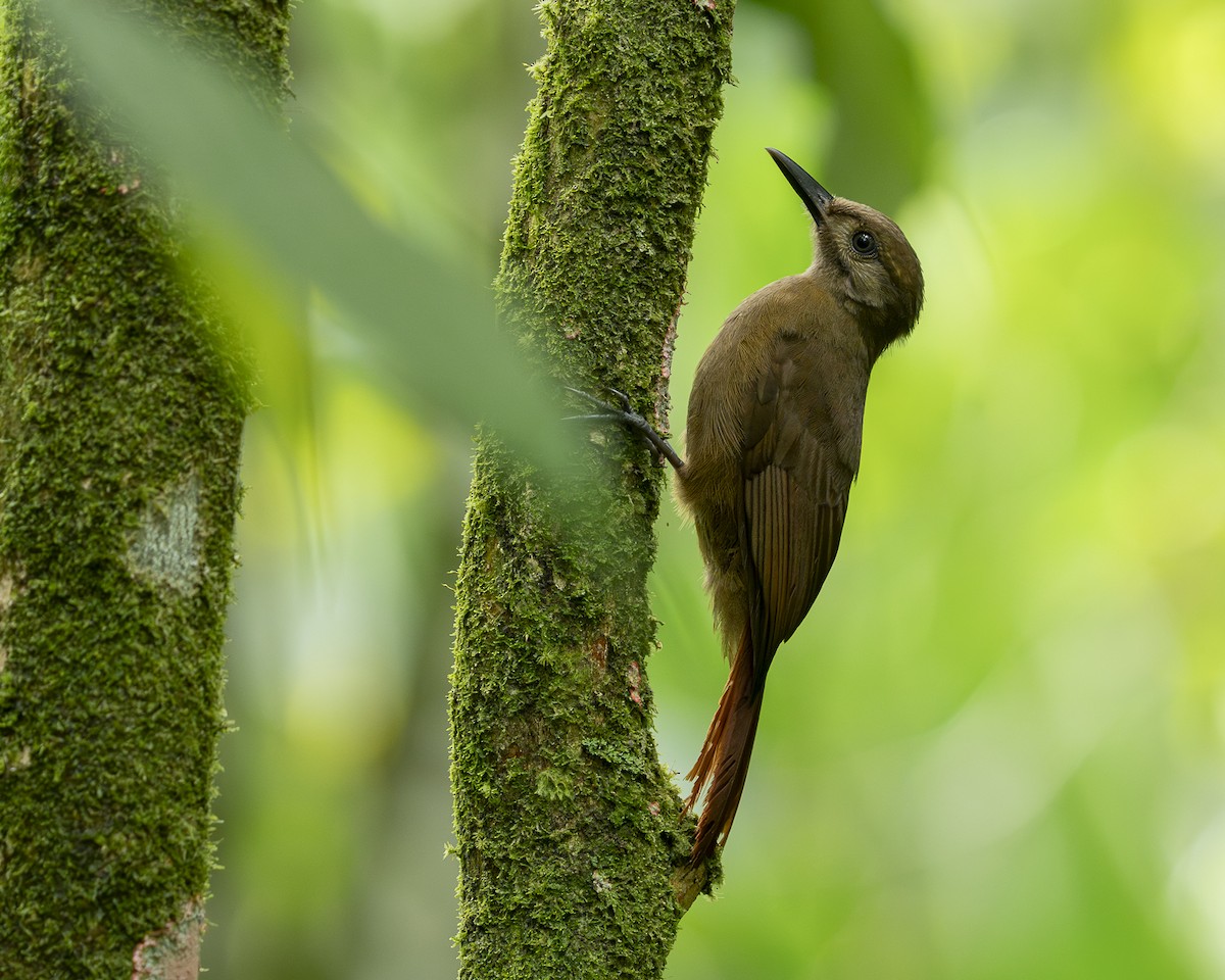 Plain-brown Woodcreeper - ML646328489