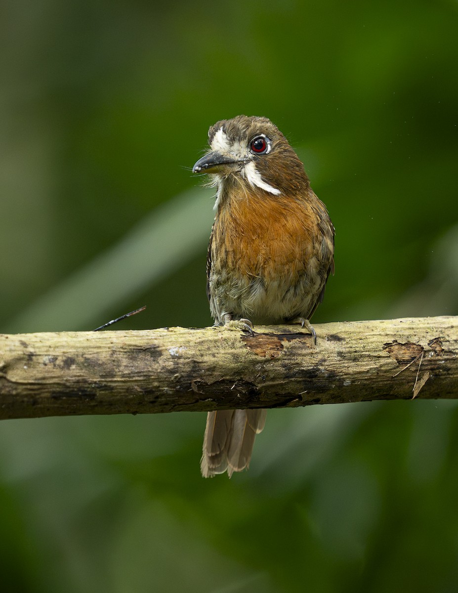 Moustached Puffbird - ML646328492