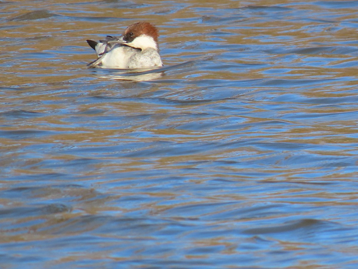 lappfiskand - ML646328497