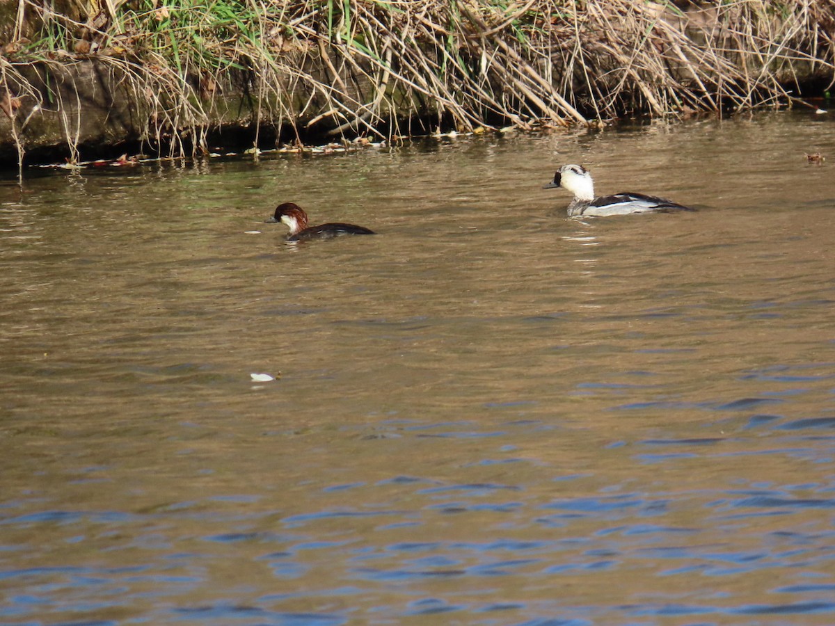 lappfiskand - ML646328500