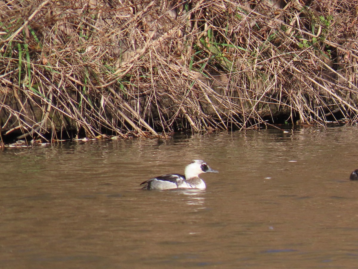 lappfiskand - ML646328503