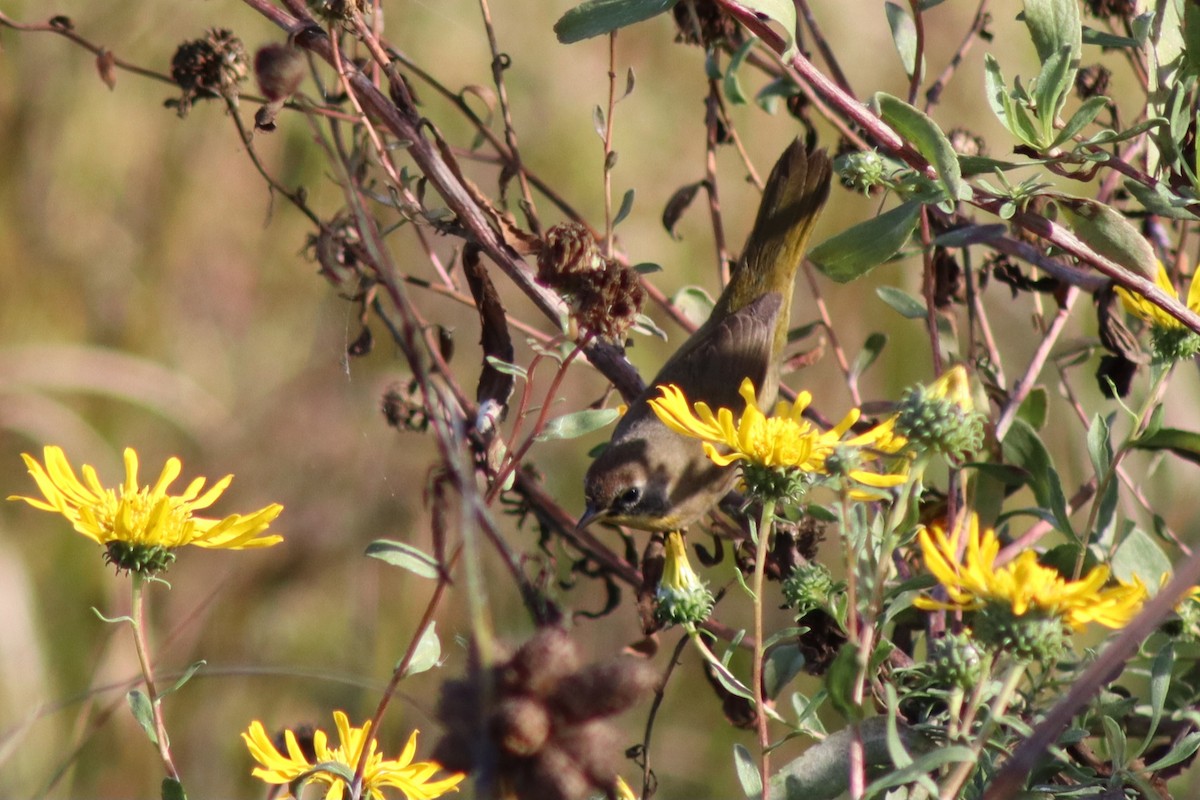 Common Yellowthroat - ML646328507