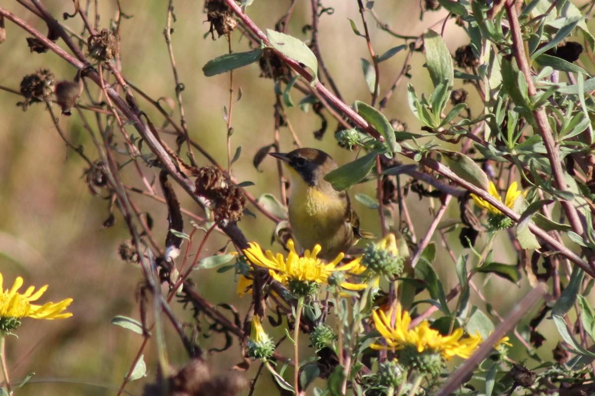 Common Yellowthroat - ML646328508