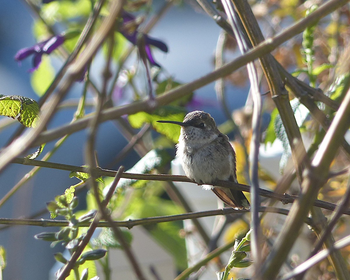 Black-chinned Hummingbird - ML646328512